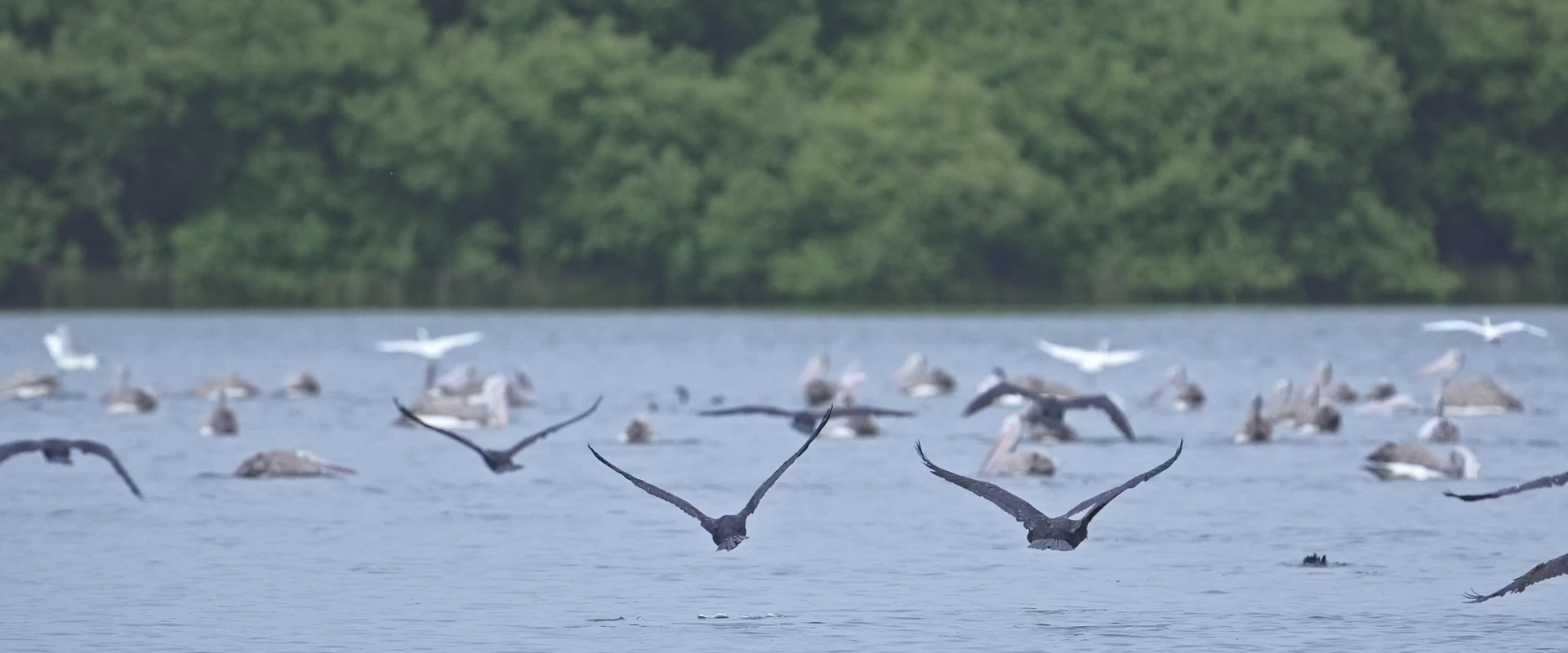 Ennore - Mangrove Conservation Centre, EV Boating & Bird Watching