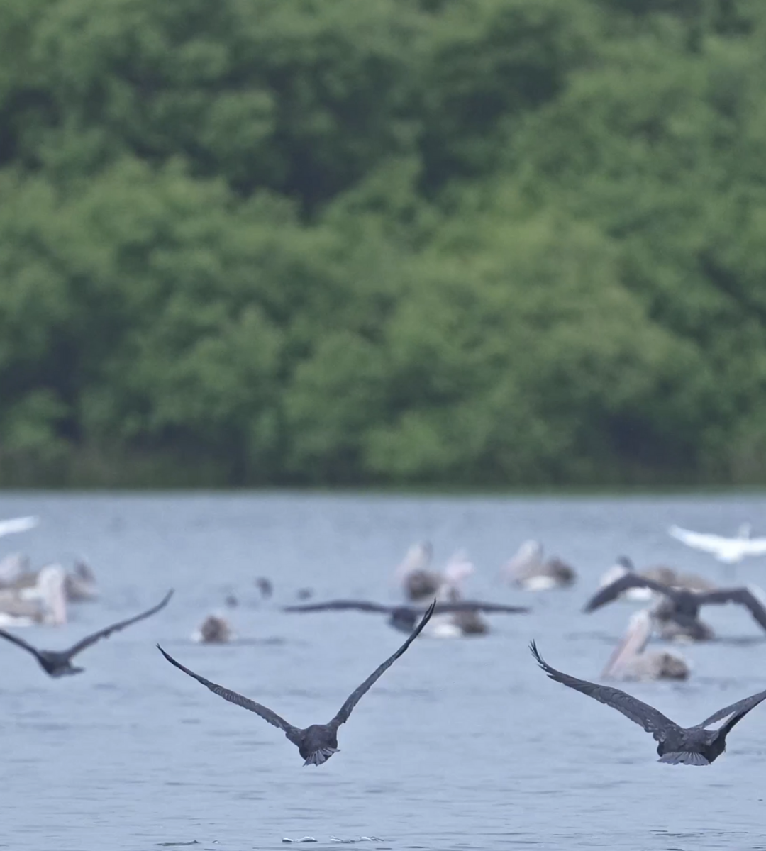 Ennore - Mangrove Observation Centre, EV Boating and Bird Watching
